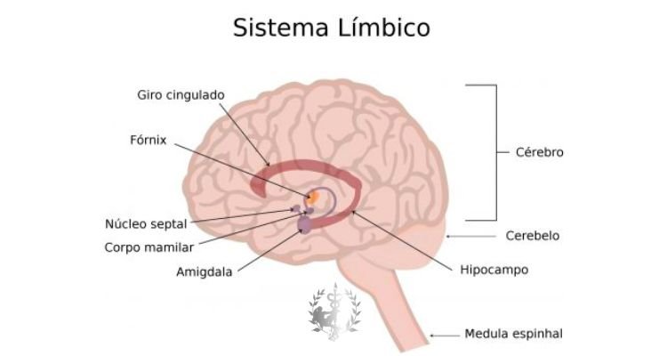 imagem descritiva s de um cérebro representando o sistema límbico